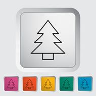 Conifer