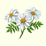 daisy vector illustration hand drawn painted