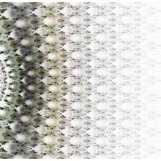 Symmetrical green fractal flower digital logarithm