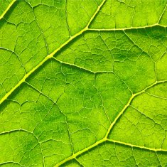 Vector green leaf macro background EPS 10