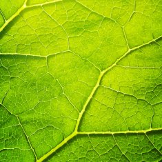 Vector green leaf macro background EPS 10 N2
