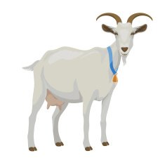 White goat side view isolated