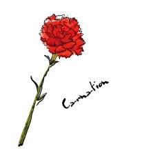 Illustration with carnation flower N2