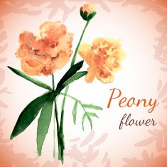 Postcard depicting peony flower&Acirc;Â