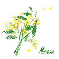 Hand-Drawn Mimosa Painted in Watercolor