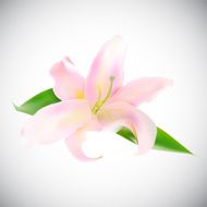 Realistic Pink Lily Vector Illustration N2