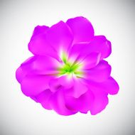 Realistic Flower High Quality Vector Illustration N2