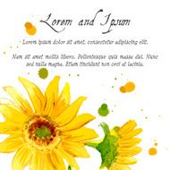 The composition of yellow sunflower painted in watercolor N4