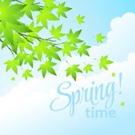 Spring fresh green leaves Vector illustration