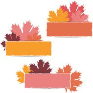 EPS10 Autumn maple leaves design Vector illustration
