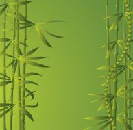 Bamboo N17