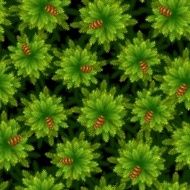 Pine pattern