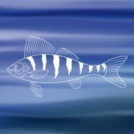 Fish (vector)