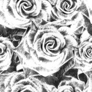 Hand drawn rose flower background Vector illustration