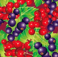 Seamless pattern of Red and Black-currant
