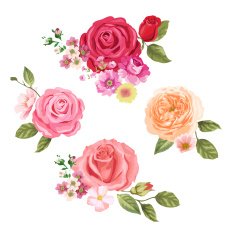 Rose flower set
