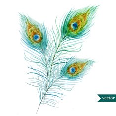 peacock feather N5