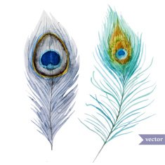 peacock feather N6