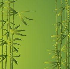 Bamboo N17