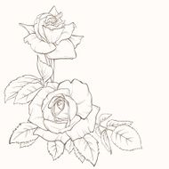 Rose flower Hand-drawn contour lines and strokes Element for design N2