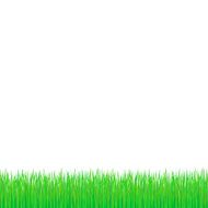 Spring green grass illustration background