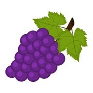 bunch of grapes on a white background