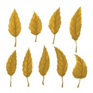 Set of orange leaves on a white background