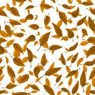 Seamless texture of autumn leaves N6