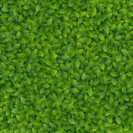 Green leaves texture N9