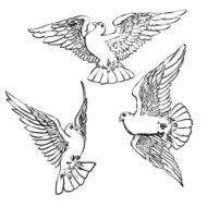 Three flying doves sketch set Vector illustration