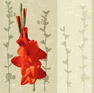 Gladiolus N4