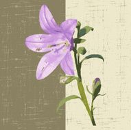 campanula N3