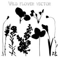 Set silhouettes of wild flowers vector