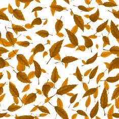 Seamless texture of autumn leaves N6