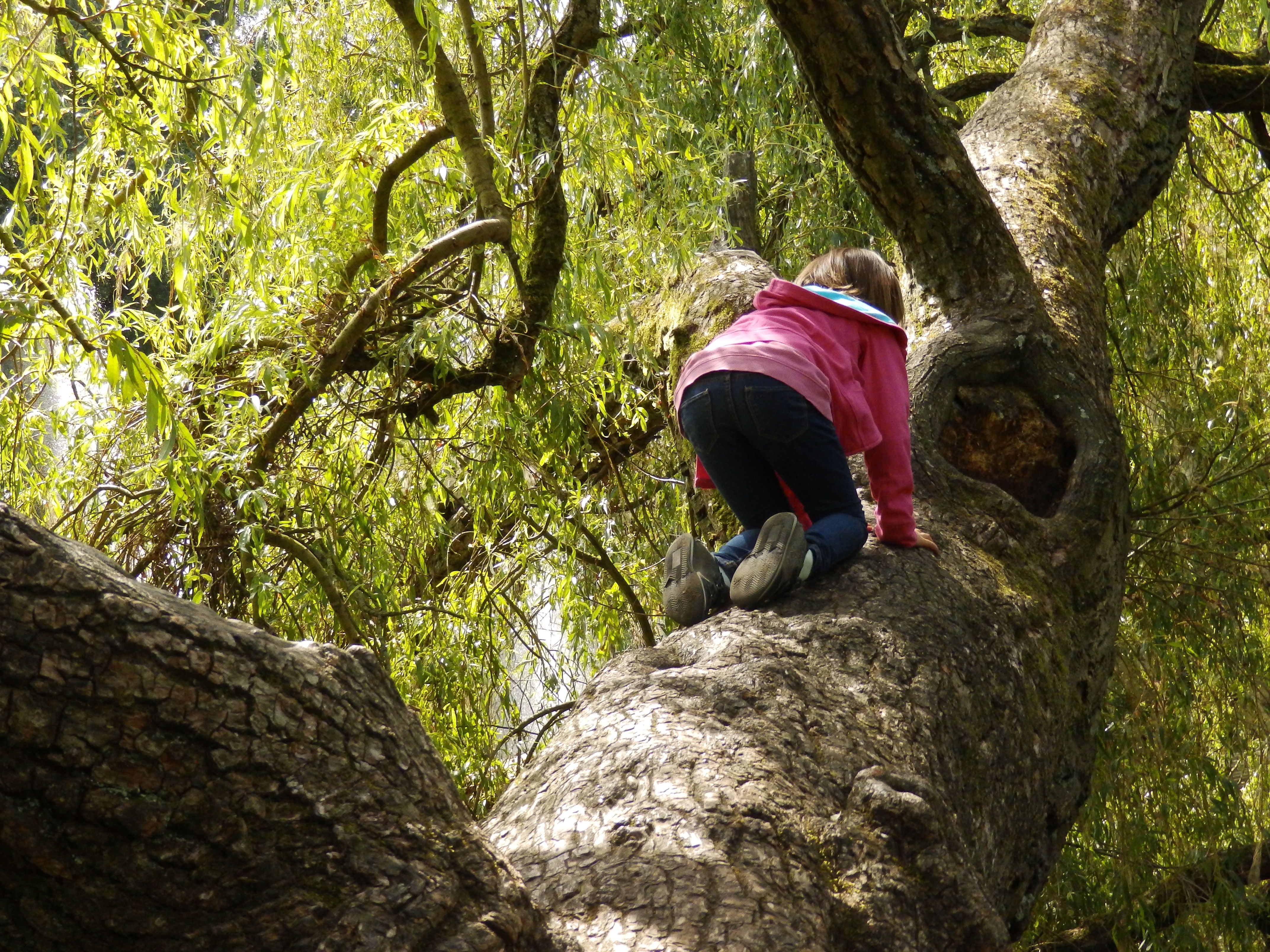 Tree climbing