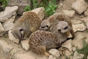 A family of meerkats