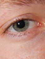 boyâs eye, macro