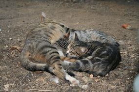 cute charming cat family