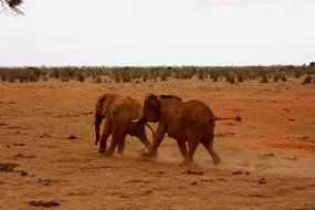 Two elephants run in Kenya