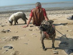 man and dogs on the beach