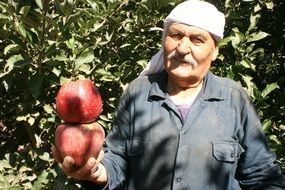 apple old man people farmer