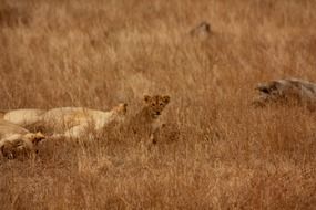 wild lions family in Africa