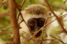 monkey baby eyes, kenya