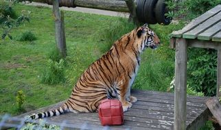 beautiful tiger in the zoo