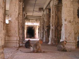 apes sits on floor in ruined ancient temple, india