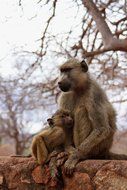 monkey with cub in natural environment