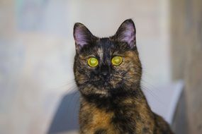 Portrait of cat with yellow eyes