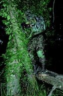 disguised soldier at the tree