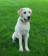 labrador on green grass close up