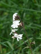 Silene latifolia